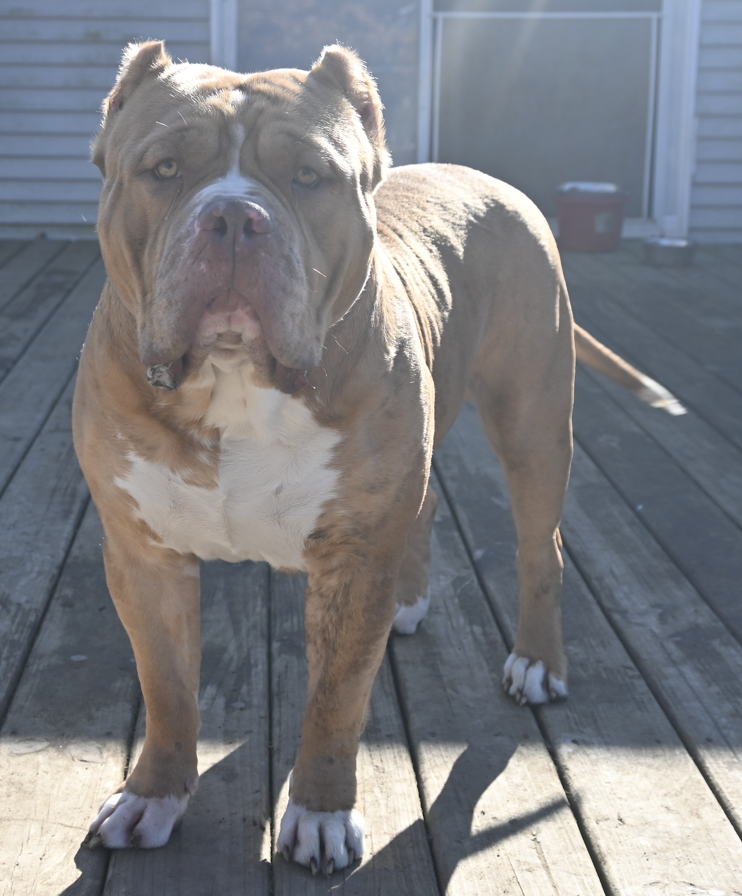 Dog Featured Image
